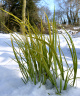 Acorus gramineus 'Ogon'