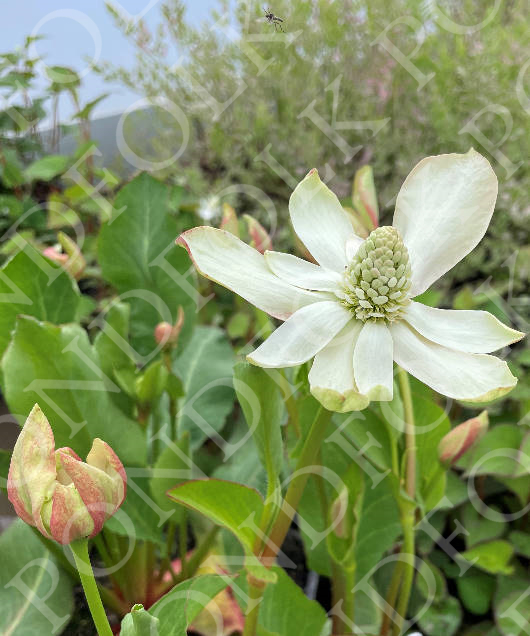 Anemopsis californica