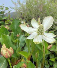 Anemopsis californica