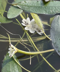 Aponogeton distachyos