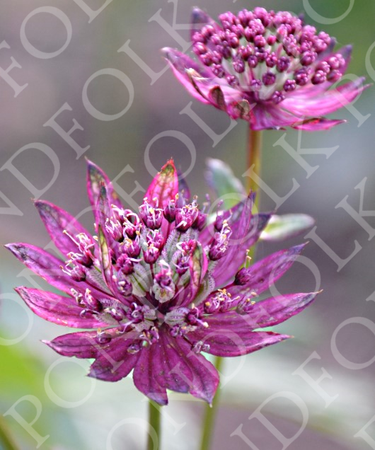 Astrantia major subsp. involucrata ‘Gill Richardson’