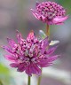 Astrantia major subsp. involucrata ‘Gill Richardson’