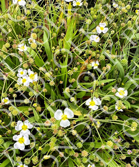 Baldellia ranunculoides