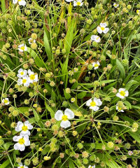 Baldellia ranunculoides
