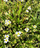 Baldellia ranunculoides