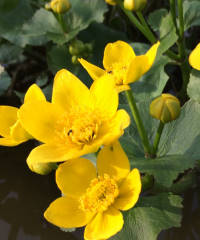 Caltha palustris