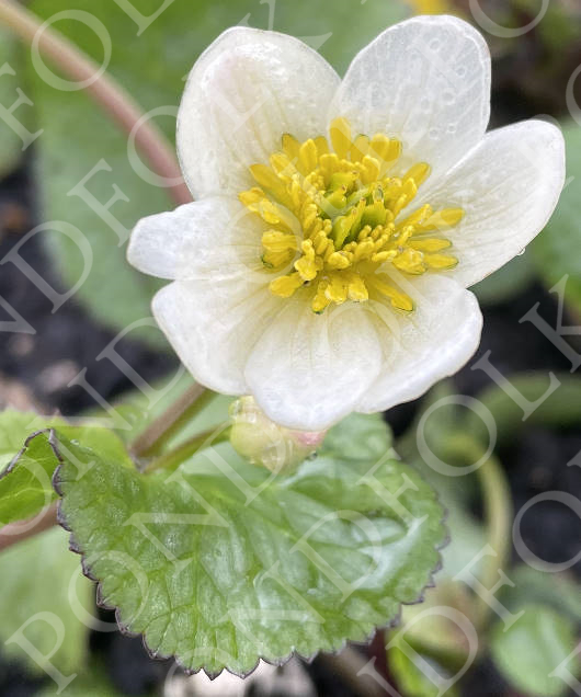 Caltha palustris 'Alba'