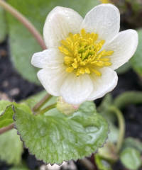 Caltha palustris 'Alba'