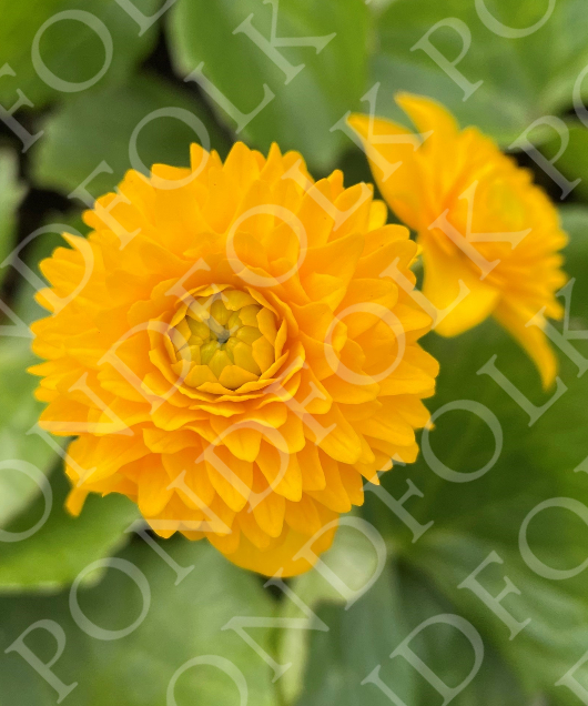 Caltha palustris 'Plena'