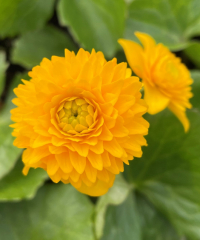 Caltha palustris 'Plena'