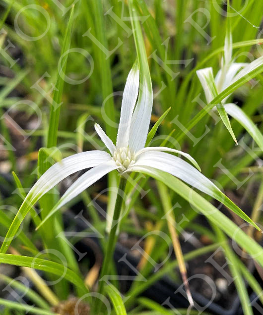 Dichromena colorata