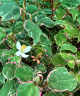 Houttuynia cordata 'Boo Boo'