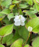 Houttuynia cordata 'Plena'