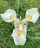 Iris pseudacorus 'Alba'