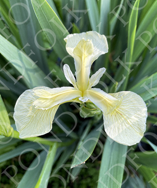 Iris pseudacorus 'Bastardii'