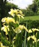 Iris pseudacorus 'Bastardii'