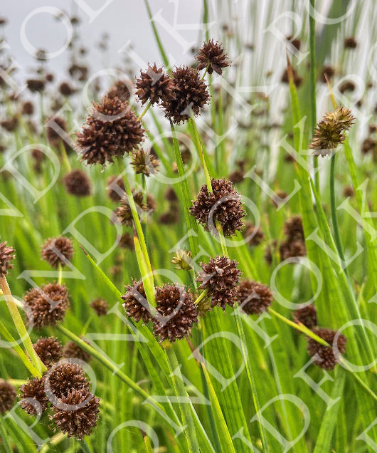 Juncus ensifolius