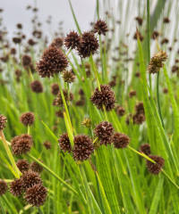 Juncus ensifolius