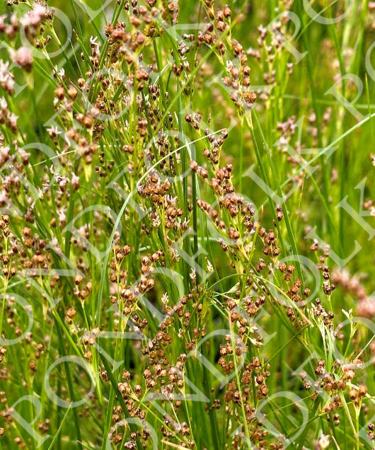 Juncus Maritimus