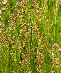 Juncus maritimus