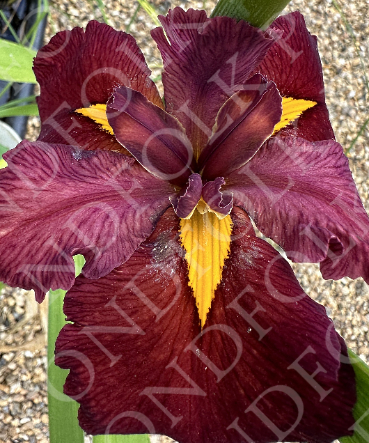 Iris louisiana 'Ann Chowning'