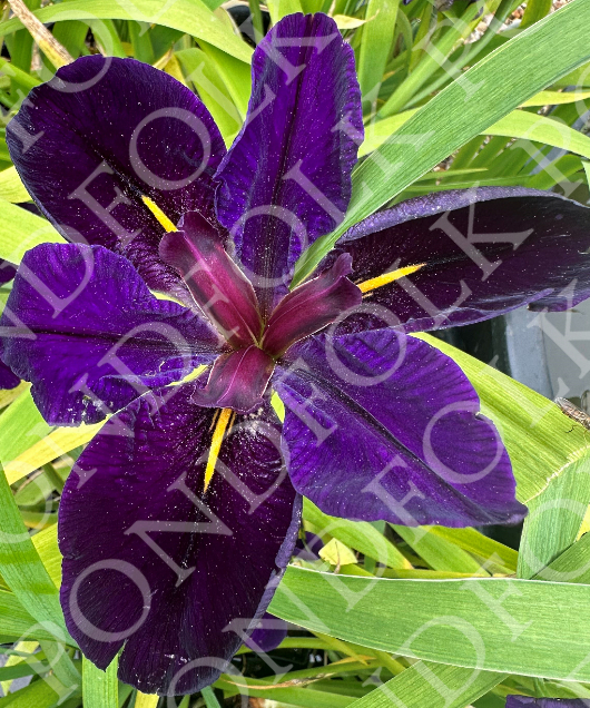 Iris Louisiana 'Black Gamecock'