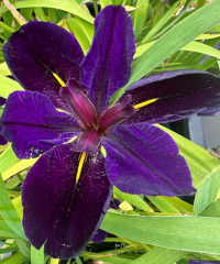 Iris louisiana 'Black Gamecock'