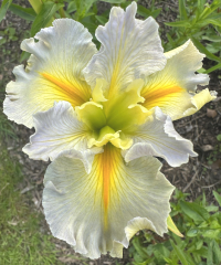 Iris louisiana 'Hush Money'
