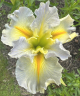 Iris Louisiana 'Hush Money'