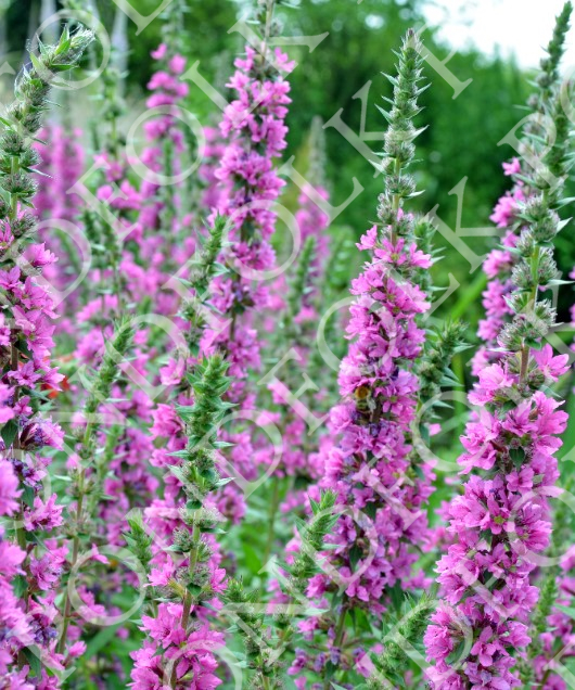 Lythrum salicaria 'Feuerkerze'