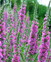 Lythrum salicaria 'Feuerkerze'