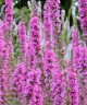 Lythrum salicaria 'Feuerkerze'