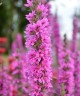 Lythrum salicaria 'Feuerkerze'