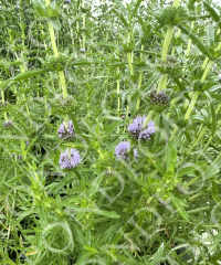 Mentha cervina