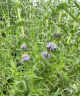 Mentha Cervina