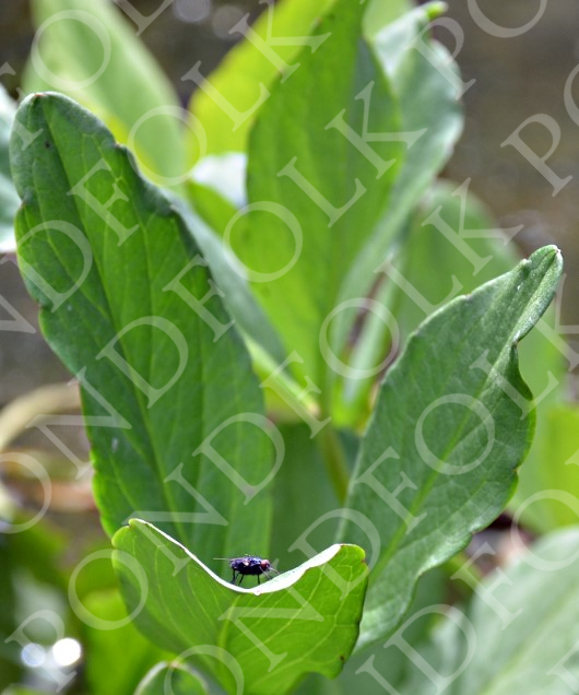 Menyanthes trifoliata