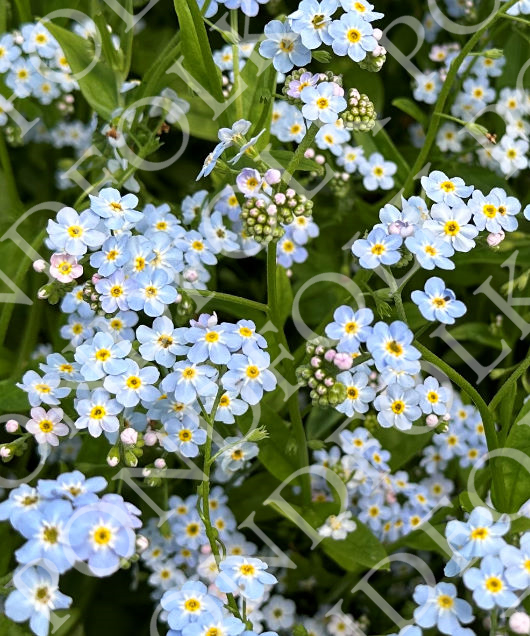 Myosotis palustris