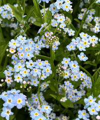 Myosotis palustris