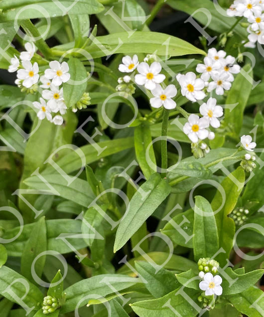 Myosotis scorpioides 'Snowflake'