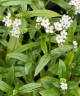 Myosotis scorpioides 'Snowflake'