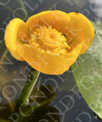 Nuphar lutea