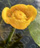 Nuphar Lutea