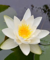 Nymphaea 'Alba'