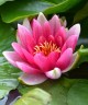 Nymphaea 'Attraction'