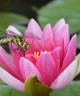 Nymphaea 'Attraction'