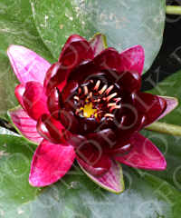 Nymphaea 'Black Princess'