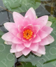 Nymphaea 'Darwin'