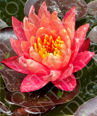 Nymphaea 'Wanvisa'