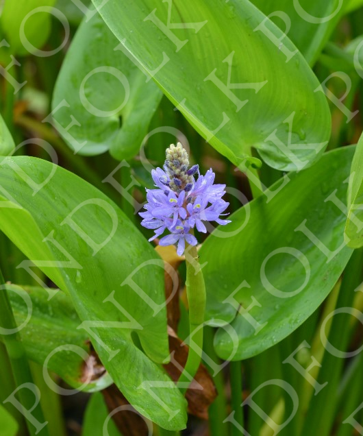 Pontederia cordata