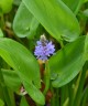 Pontederia cordata